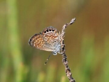 mariposa