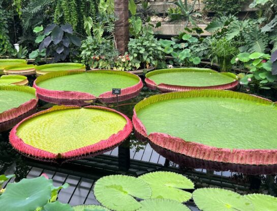 Victoria boliviana: la gigantesca y sorprendente planta de Sudamérica