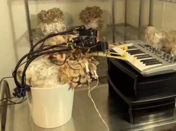 Hongo que toca el piano