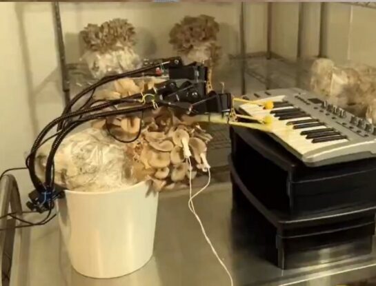 Científicos modificaron un hongo y lograron que toque el piano
