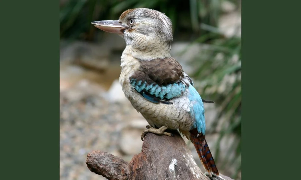 Colores del dacelo.