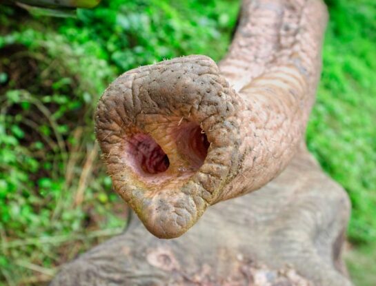 ¿Cuál es el animal que tiene mejor olfato?