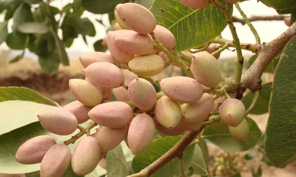 Pistacho en la rama.
