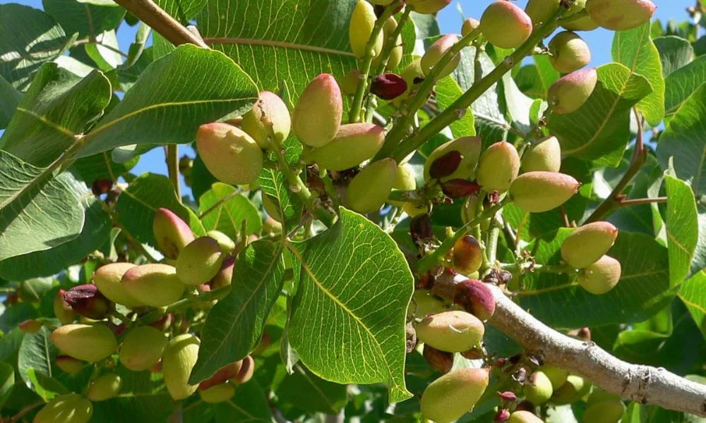 Planta de pistacho.