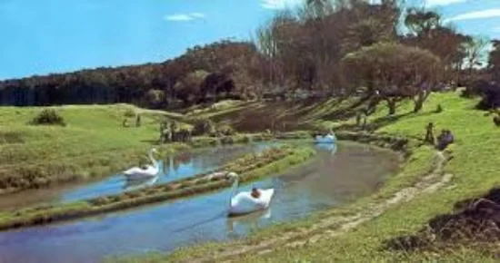 Lago de los Cisnes del Parque Camet: la historia del paseo infantil de Mar del Plata recordado por generaciones
