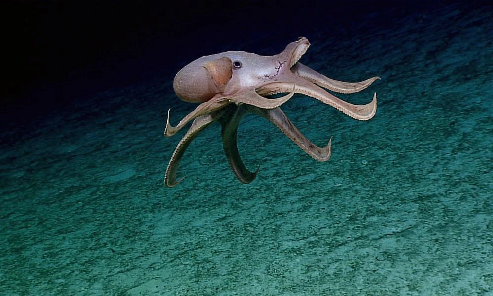 Foto al pulpo Dumbo.