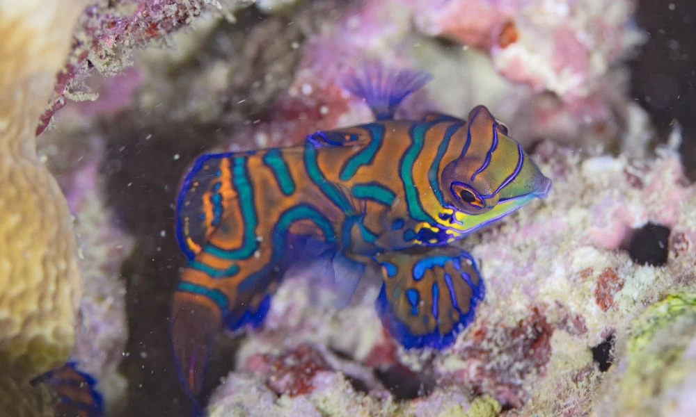 Aspecto del pez mandarín.