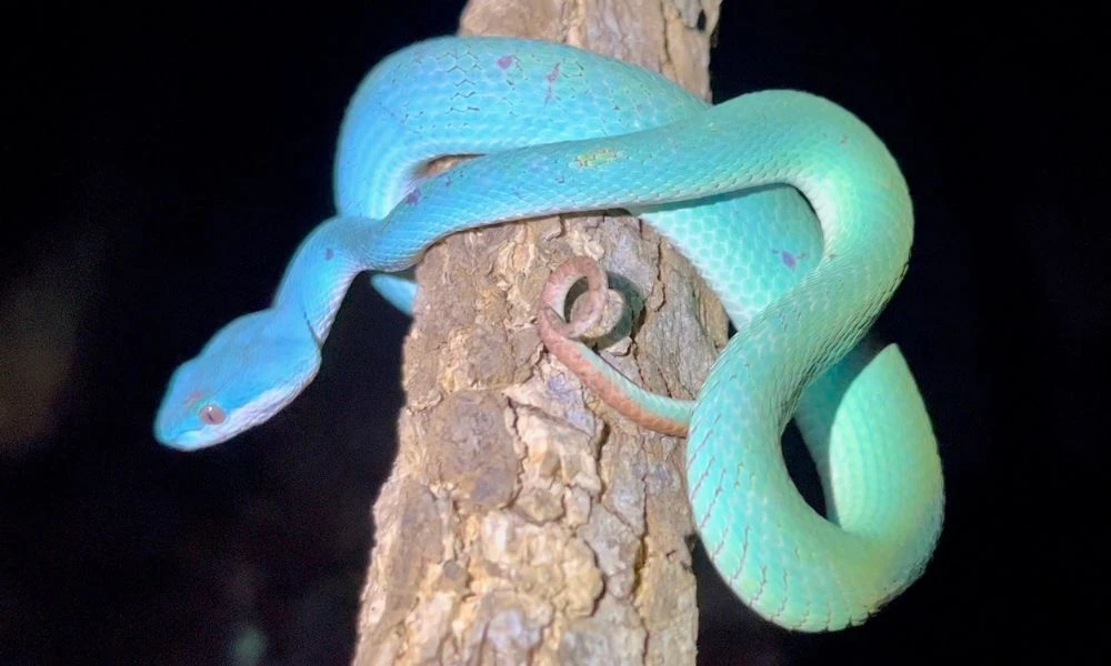 La víbora isleña de labios blancos en un árbol.