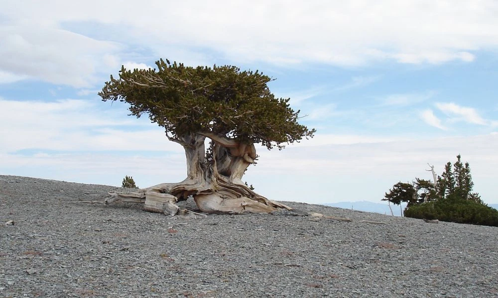 Un árbol similar a Prometeo, pero más joven.