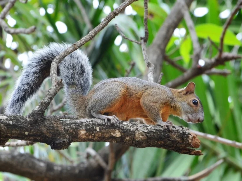 Ardilla de vientre rojo, el roedor asiático invasor que llegó a Buenos Aires: por qué puede transformarse en una plaga y qué hacer si ves una