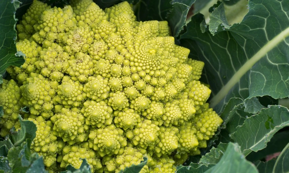 coliflor romanesco