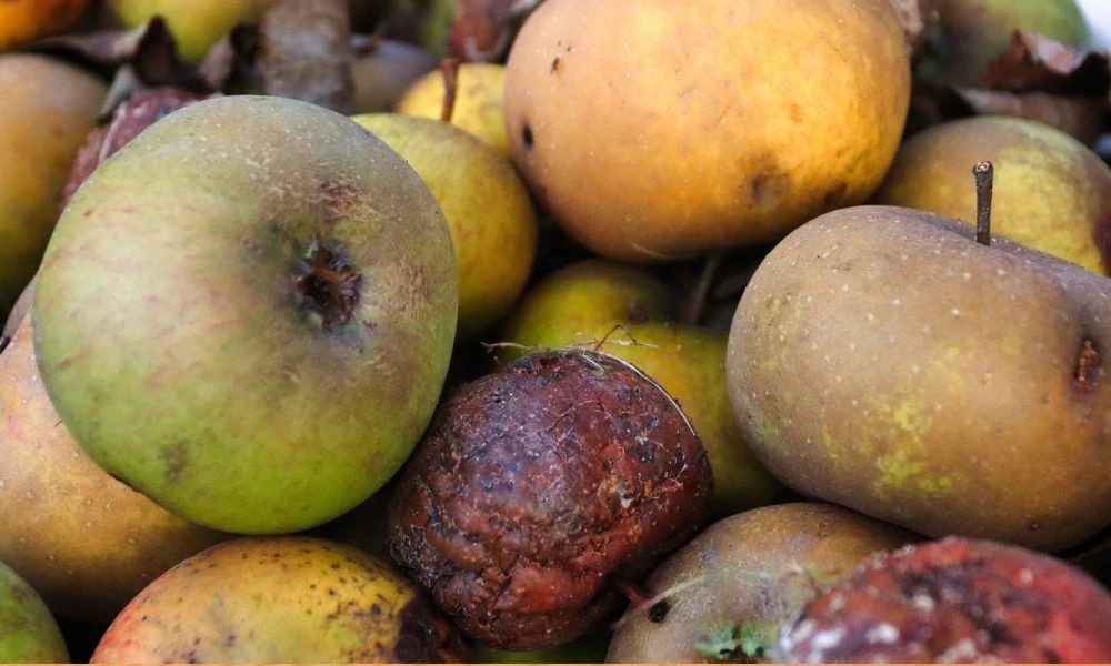 Una manzana podrida echa a perder todo el cajón
