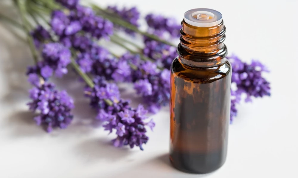 Lavanda: la planta aromática que se usaba en el proceso de momificación en el Antiguo Egipto y hoy es repelente de insectos