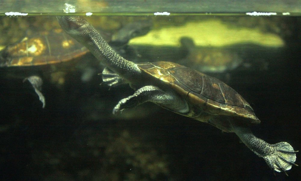 La tortuga de cuello de serpiente en el agua.