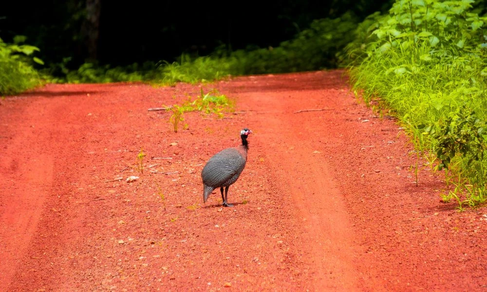 Tamaño de la gallina de Guinea.