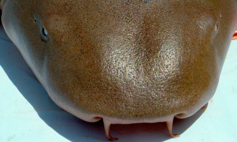 Tiburón nodriza: el primero completamente naranja documentado científicamente