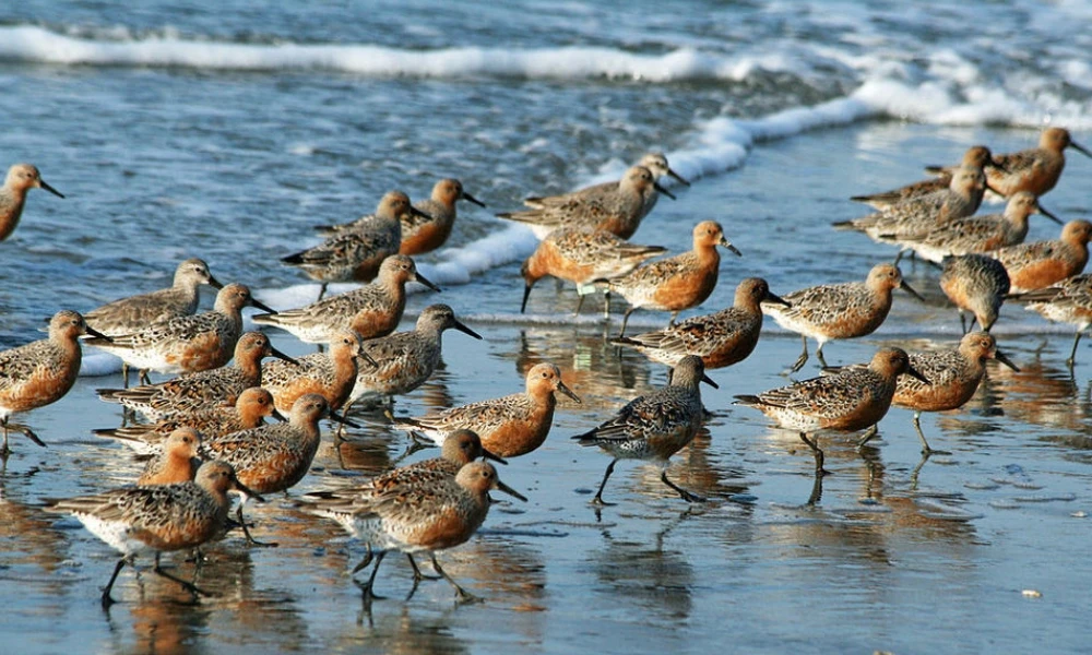 San Clemente del Tuyú