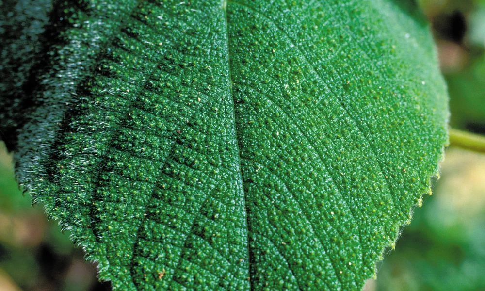 Hoja de una planta Gympie.