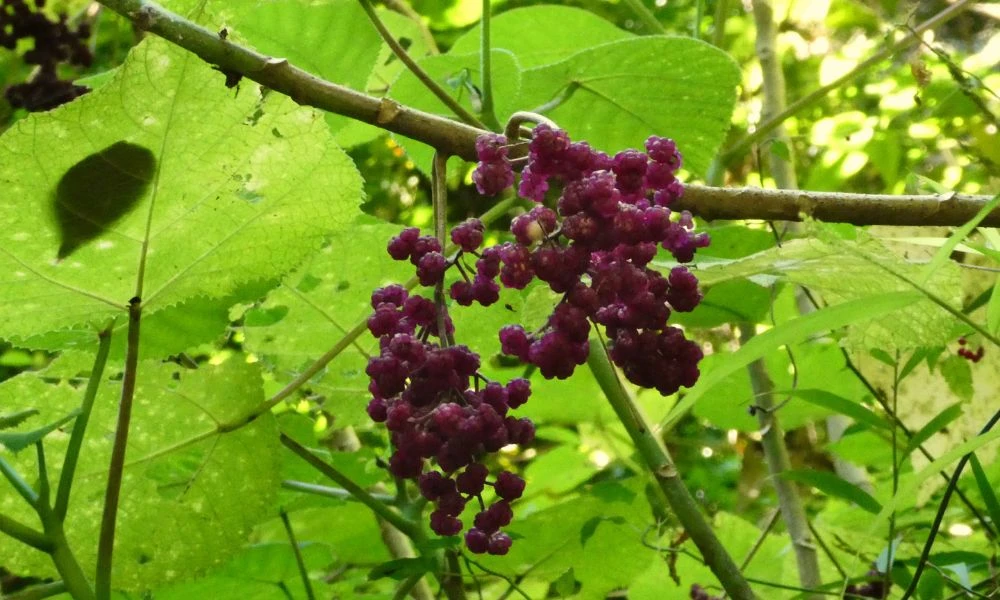 Fruto de una planta Gympie.