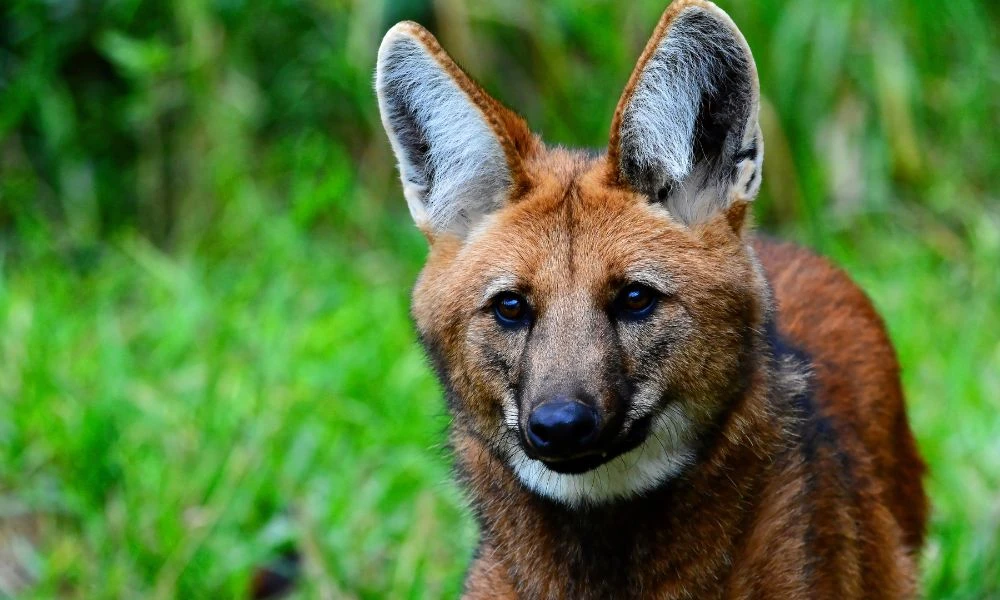 Uno de los animales del listado.