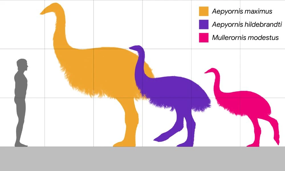En amarillo, el tamaño del ave elefante en comparación a los humanos.