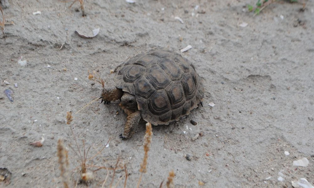 Tortuga en Córdoba.