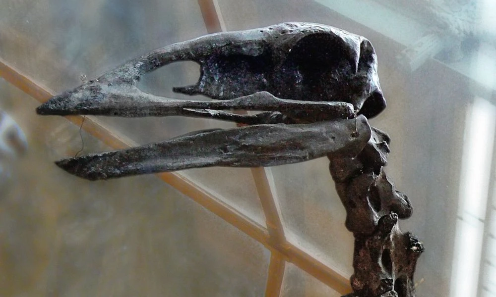 Restos del ave elefante.