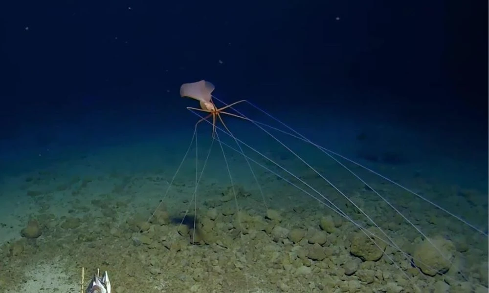 Vistas a la Fosa de Tonga.