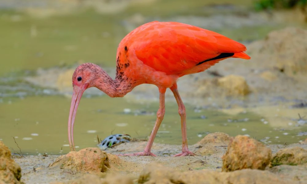 Aspecto del ibis escarlata.