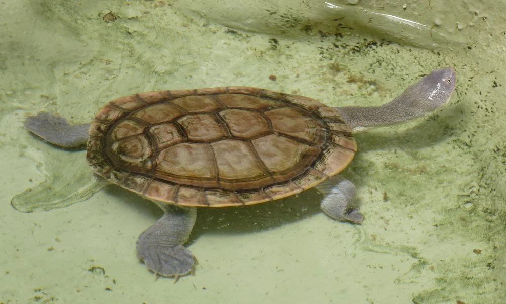 Aspecto de la tortuga de cuello de serpiente.