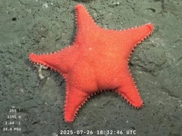 Estrella culona - Hippasteria phrygiana