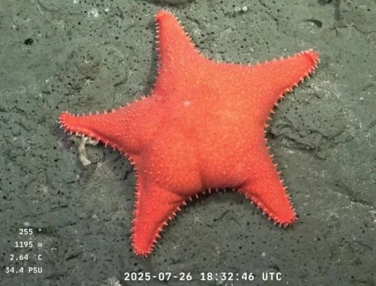 Estrella “culona”: ¿Cuál es la especie de uno de los seres vivos más virales del stream del Conicet?