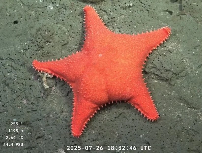 Estrella culona - Hippasteria phrygiana