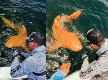 Tiburón nodriza: el primero completamente naranja documentado científicamente