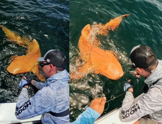 Tiburón nodriza: el primero completamente naranja documentado científicamente