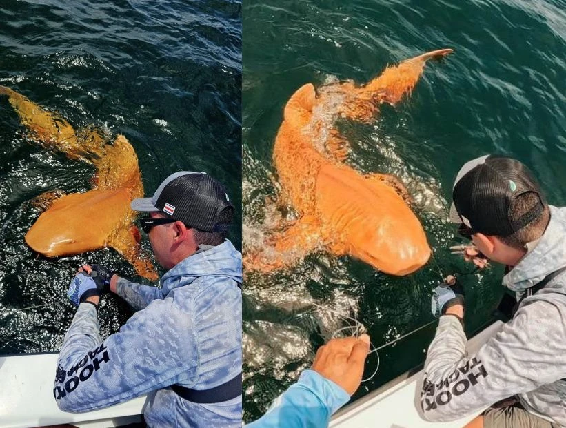 Tiburón nodriza: el primero completamente naranja documentado científicamente