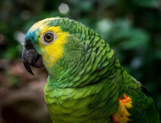 Córdoba incluyó a ocho especies de animales dentro de sus monumentos naturales provinciales