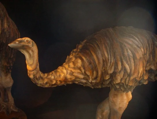 Ave elefante: el pájaro más grande de la historia que llegó a medir más de 3 metros de altura