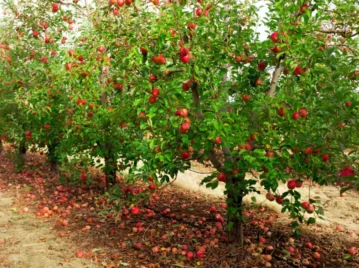La manzana no cae lejos del árbol