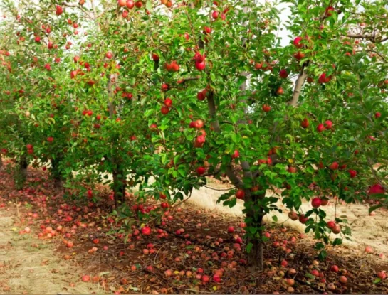 ¿Cuál es el origen de la frase “la manzana no cae tan lejos del árbol”?
