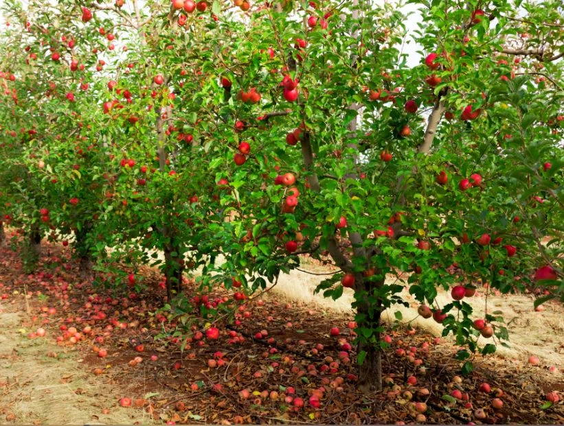 La manzana no cae lejos del árbol