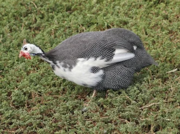 gallina-de-guinea