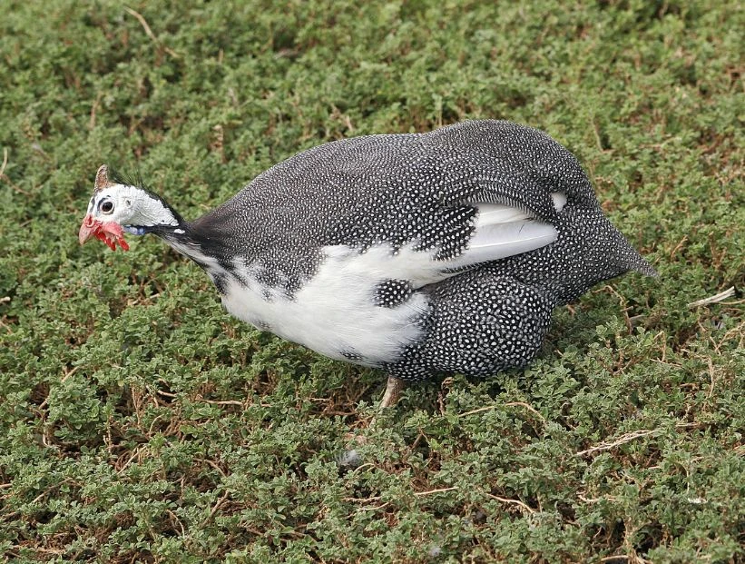 gallina-de-guinea