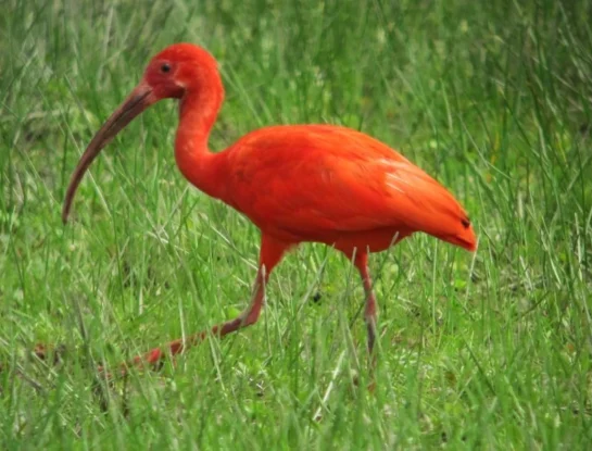 Ibis escarlata: ¿en qué países de Sudamérica habita este extraño animal colorado?