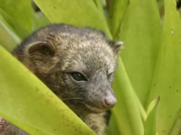 olinguito