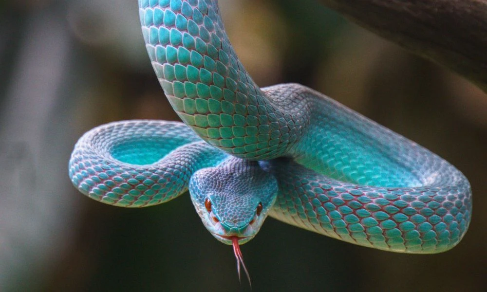 Aspecto de la víbora isleña de labios blancos.