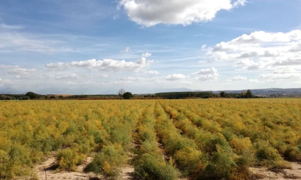 Campos de Asquerosa, hoy Valderrubio.