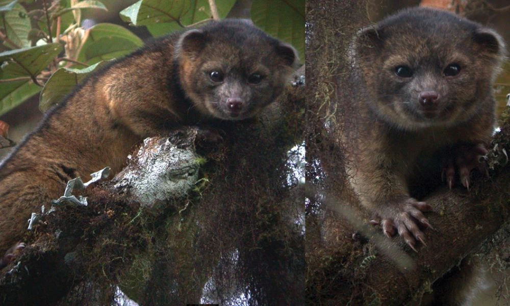 Aspecto del olinguito.