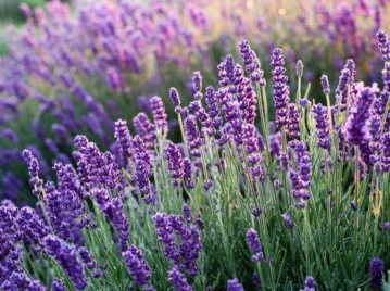 Lavanda: la planta aromática que se usaba en el proceso de momificación en el Antiguo Egipto y hoy es repelente de insectos