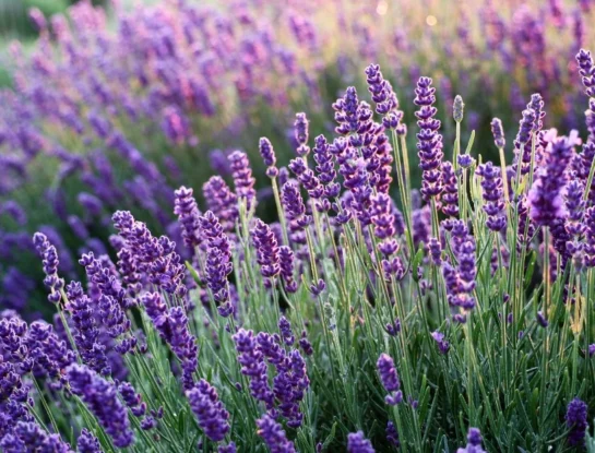 Lavanda: la planta aromática que se usaba en el proceso de momificación en el Antiguo Egipto y hoy es repelente de insectos